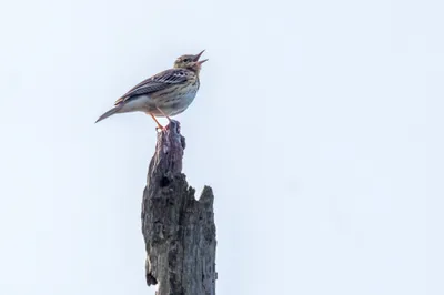 Moerasgebied De Bruuk