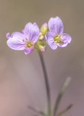 Moerasgebied De Bruuk