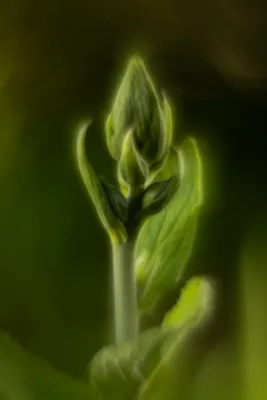 Vingerhoedskruid