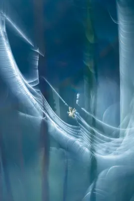 Early morning spider
