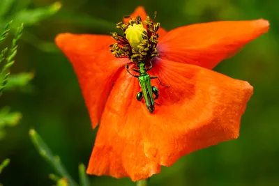 Natuurgebied Langven en de Maurik bij Langenboom