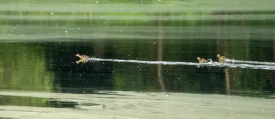 Natuurgebied Langven en de Maurik bij Langenboom