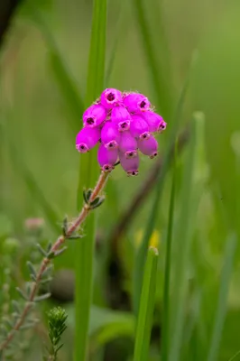 Natuurgebied Langven en de Maurik bij Langenboom