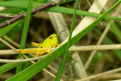 Natuurgebied Langven en de Maurik bij Langenboom