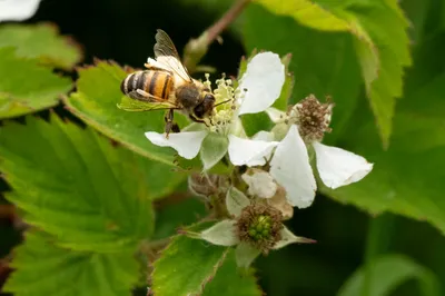Natuurgebied Langven en de Maurik bij Langenboom