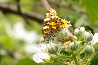 Natuurgebied Langven en de Maurik bij Langenboom