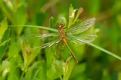 Natuurgebied Langven en de Maurik bij Langenboom