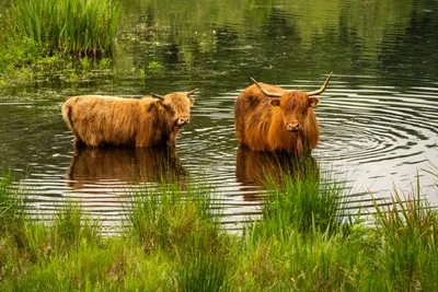 Natuurgebied Langven en de Maurik bij Langenboom