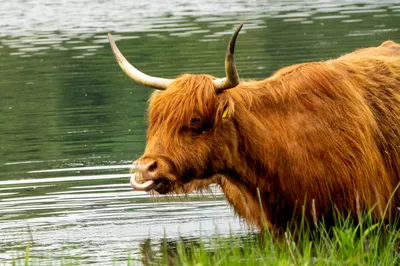 Natuurgebied Langven en de Maurik bij Langenboom