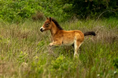 Natuurgebied Langven en de Maurik bij Langenboom