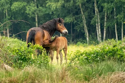 Natuurgebied Langven en de Maurik bij Langenboom