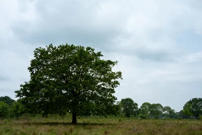 Natuurgebied Langven en de Maurik bij Langenboom