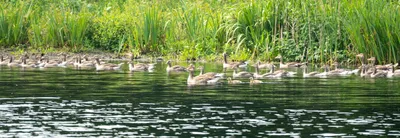Natuurgebied Langven en de Maurik bij Langenboom