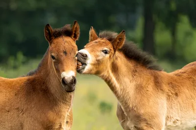 "Paardenroddel op de wei"