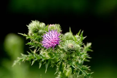 Natuurgebied Langven en de Maurik bij Langenboom