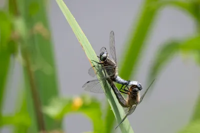Natuurgebied Langven en de Maurik 