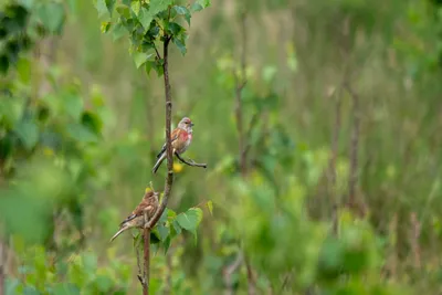Natuurgebied Langven en de Maurik 