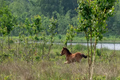 Natuurgebied Langven en de Maurik 