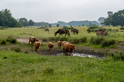Natuurgebied Langven en de Maurik 