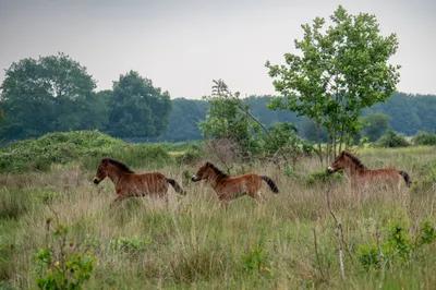 Natuurgebied Langven en de Maurik 