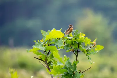 Natuurgebied Langven en de Maurik 