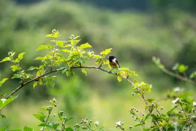 Natuurgebied Langven en de Maurik 