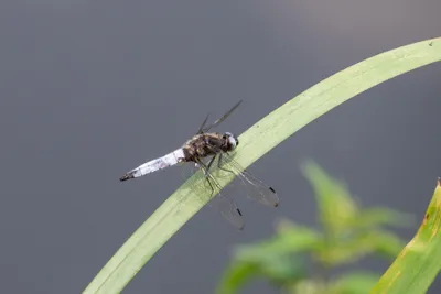 Natuurgebied Langven en de Maurik 