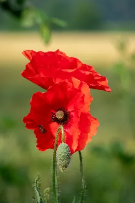 Natuurgebied Langven en de Maurik 