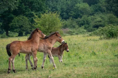 Natuurgebied Langven en de Maurik 