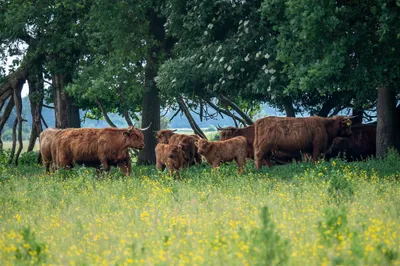 Natuurgebied Langven en de Maurik 