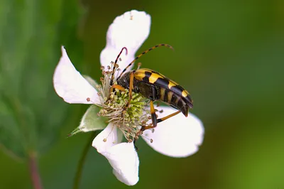 Geringelde smalboktor