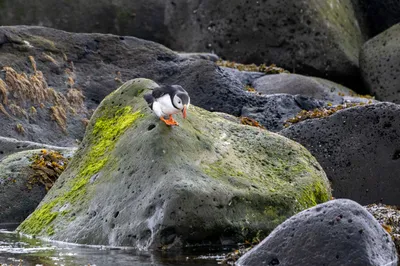 Puffin