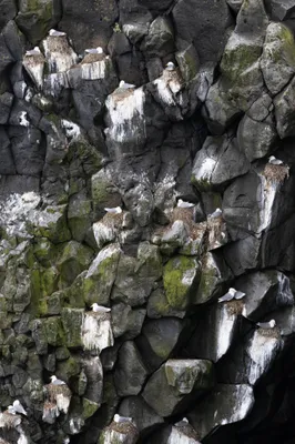 Vogelklif