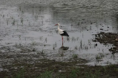 Ooijpolder 5-7-2026