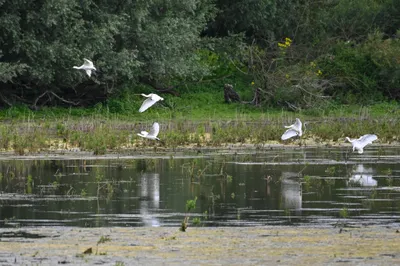 Ooijpolder 5-7-2026