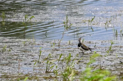 Ooijpolder 5-7-2026