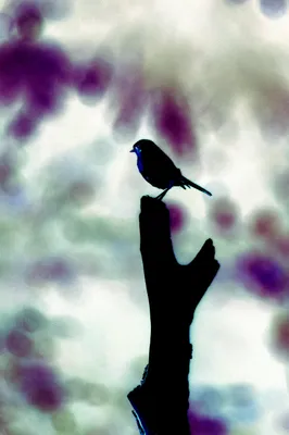 Droomvogel