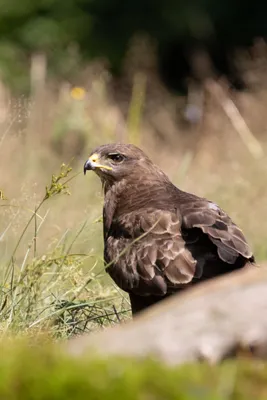 Buizerd