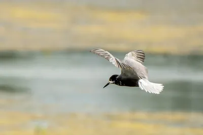 Elegantie in vlucht