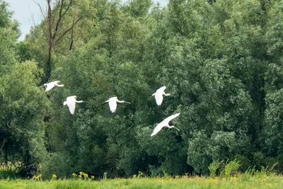 Samen op vleugelkracht