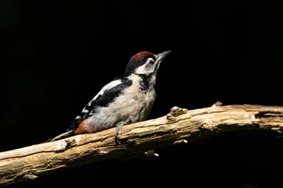 Jonge grote bonte specht