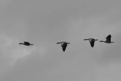 ganzenvlucht