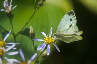 Hemmen met de Helios lens