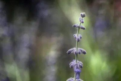 Hemmen met de Helios lens