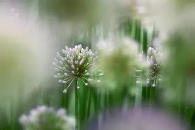 Hemmen met de Helios lens