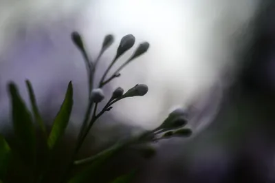 Hemmen met de Helios lens