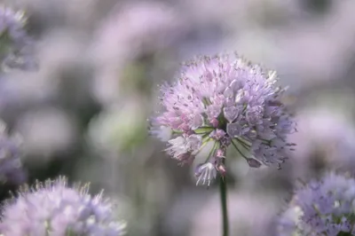 Hemmen met de Helios lens