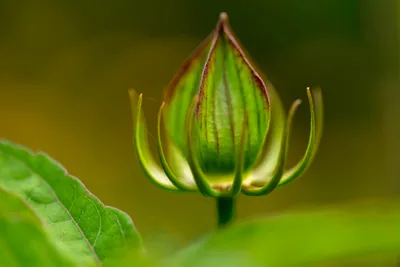 Kasteeltuin Hemmen-6773