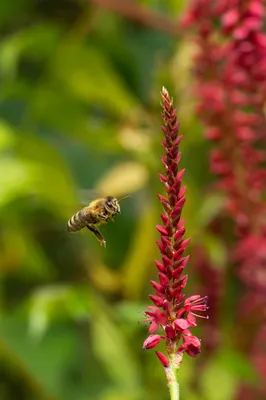 Kasteeltuin Hemmen-6773