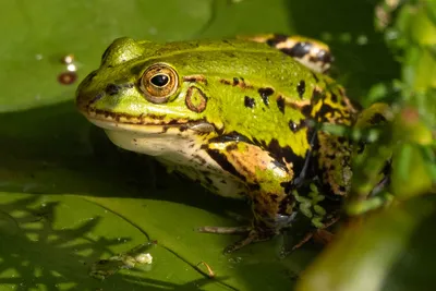 Kasteeltuin Hemmen-6773